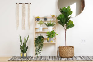 Ladder Plant Stand with Macrame Hanger